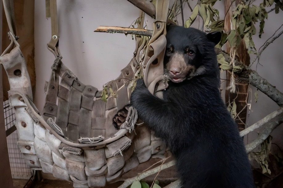 Un hábitat para Sisa: el refugio del oso andino en Quito empieza a construirse