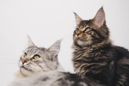 Gato mostrando afecto a una persona con señales de preferencia