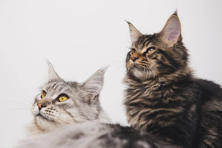 Gato mostrando afecto a una persona con señales de preferencia