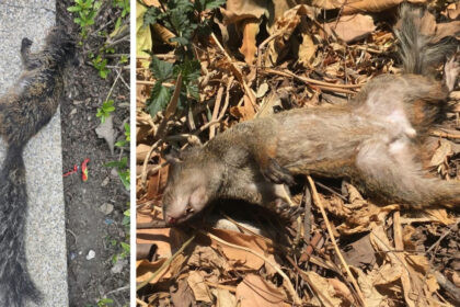 Ardillas muertas encontradas en Lomas de Urdesa tras fumigación municipal en Guayaquil