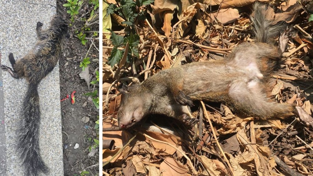 Ardillas muertas encontradas en Lomas de Urdesa tras fumigación municipal en Guayaquil
