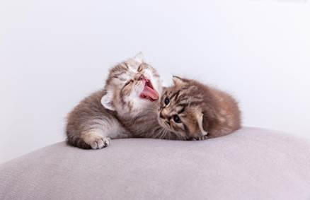 Qué necesita un gato en casa para garantizar su bienestar y una vida saludable.
