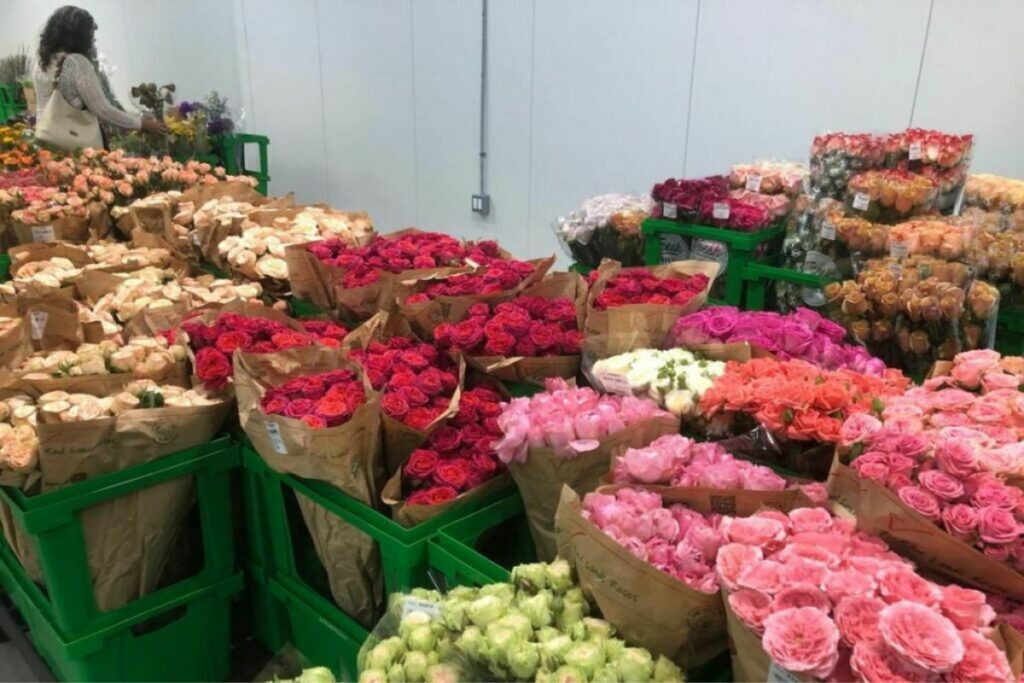 exportación de rosas