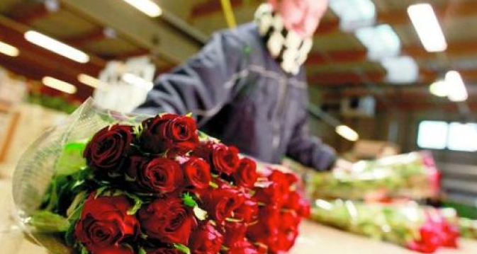 exportación de rosas