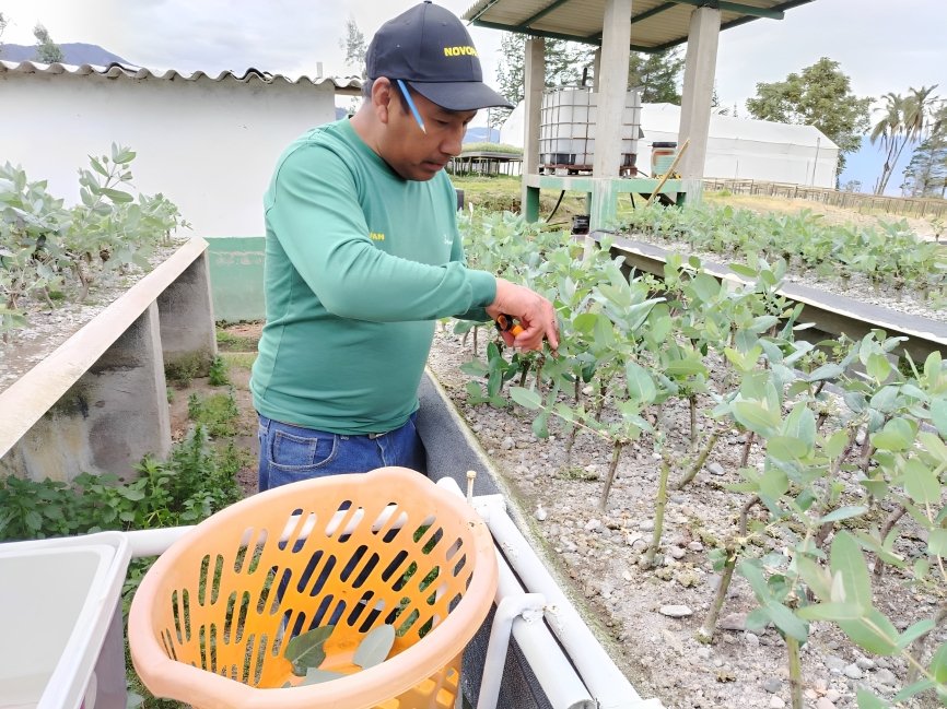 Vista panorámica del primer Huerto Clonal de Pino en Ecuador ubicado en Pisangacho, Imbabura, con árboles de investigación genética