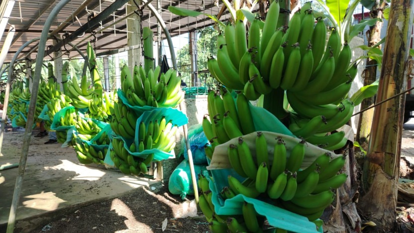 Precio de la caja de banano subirá a USD 7,50 en 2026