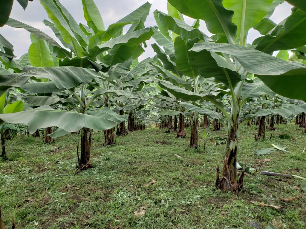 Fungicida Vitelyum® de BASF para el control sostenible de la Sigatoka negra en plantaciones de banano en Ecuador.