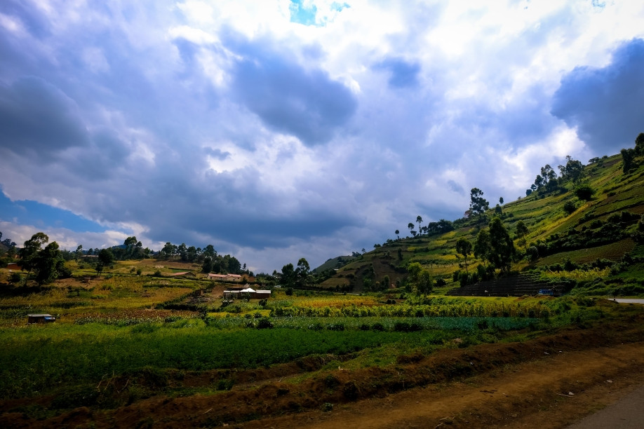 Agricultor ecuatoriano cosechando tomates frescos en campo cultivado con métodos de agricultura sostenible en Ecuador