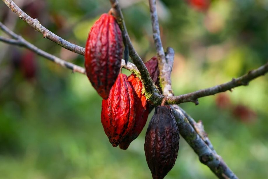 Productos de exportación ecuatorianos incluyendo cacao, camarón y banano representando exportaciones no petroleras de Ecuador 2025