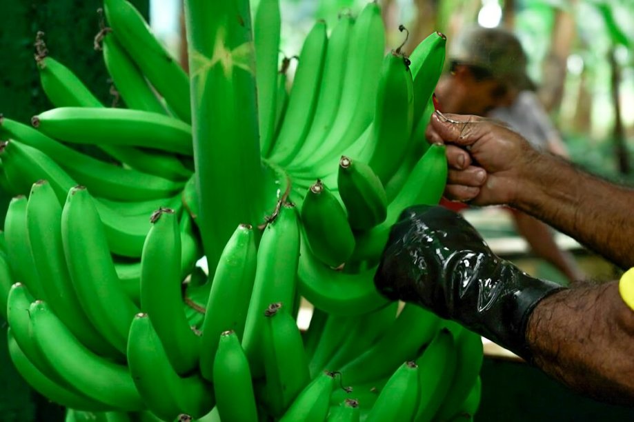 Presidente Daniel Noboa firma decreto para reformar reglamento de precios del banano en Ecuador