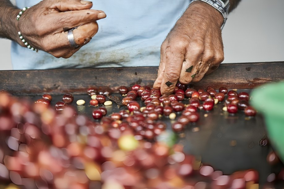 Granos de café ecuatoriano premium listos para expansión internacional del café ecuatoriano hacia mercados globales