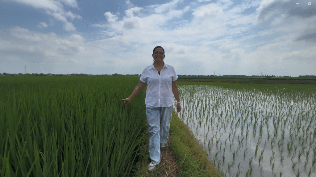 Mujeres rurales trabajando en arrozales en Ecuador, mostrando liderazgo y sostenibilidad agrícola