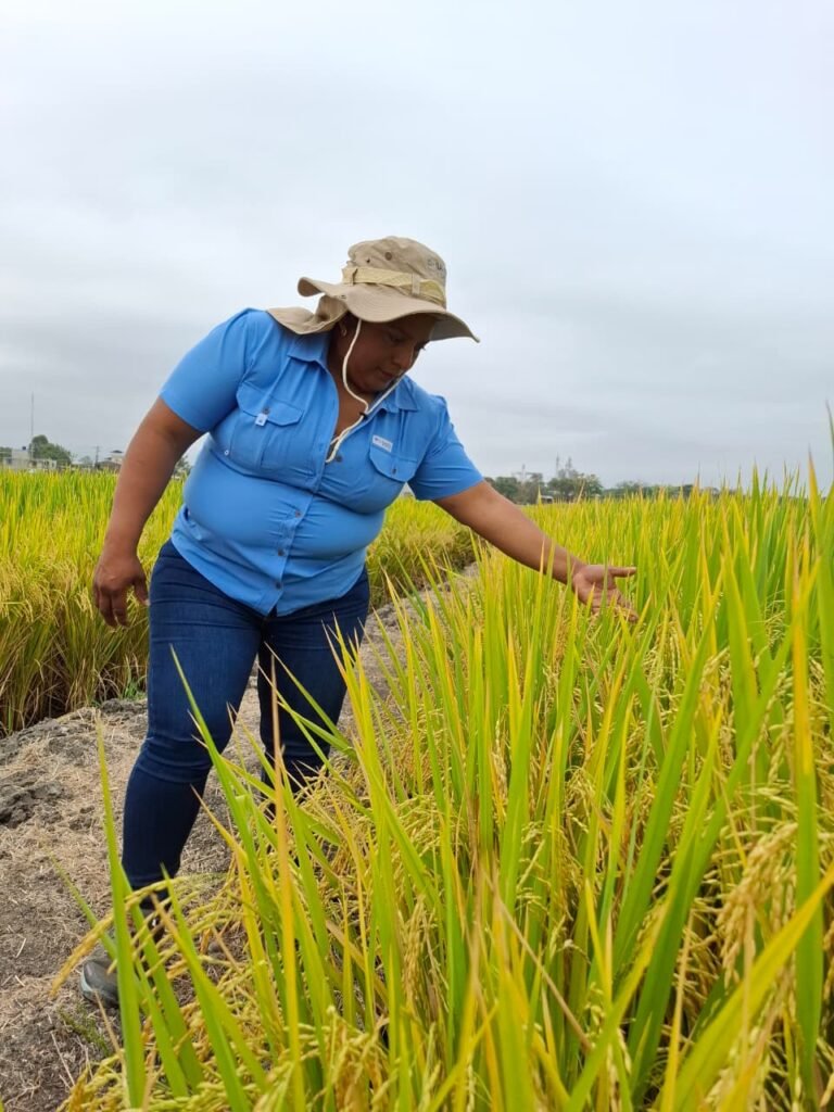 Mujeres rurales trabajando en arrozales en Ecuador, mostrando liderazgo y sostenibilidad agrícola