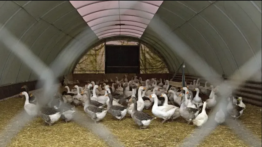 Personal sanitario realiza sacrificio preventivo de aves en Alemania por brote de gripe aviar H5N1.