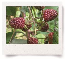 Tradicional colada morada ecuatoriana servida con guaguas de pan durante el Día de los Difuntos.