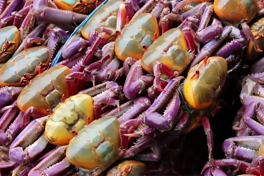 Cangrejos ecuatorianos en manglar relacionados con prohibición de exportación de cangrejos en Ecuador