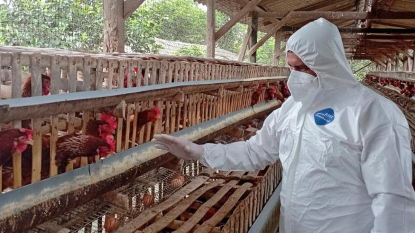 dosis contra la influenza aviar