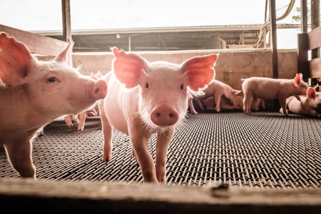 Proceso de producción de grasa de cerdo infinito utilizada para crear bacon cultivado