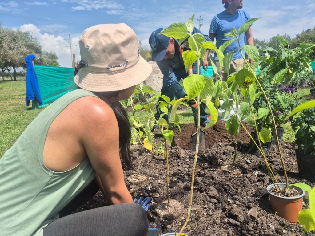 Voluntarios plantan árboles durante la Fiesta de la Siembra en el Parque Bicentenario de Quito.