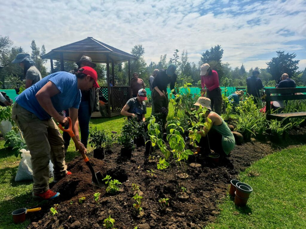 Voluntarios plantan árboles durante la Fiesta de la Siembra en el Parque Bicentenario de Quito.