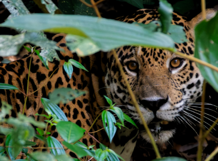 WWF lanza Guardianes del Jaguar