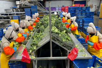 Trabajadoras procesando brócoli en planta ecuatoriana afectada por sobretasa arancelaria del 15% en Estados Unidos
