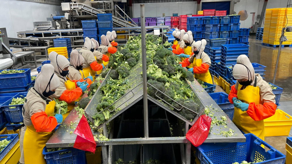 Trabajadoras procesando brócoli en planta ecuatoriana afectada por sobretasa arancelaria del 15% en Estados Unidos