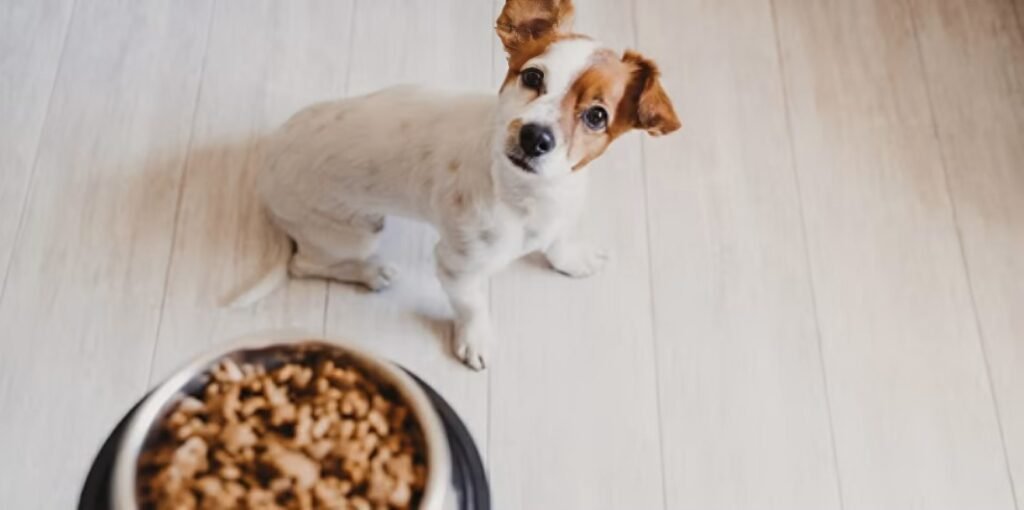 vitaminas en perros adultos