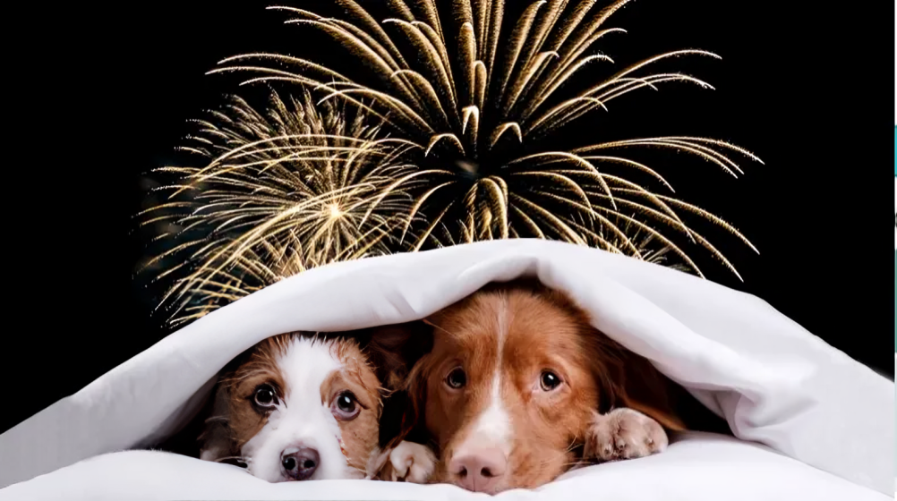 Ayudar a las mascotas a mantener la calma ante fuegos artificiales en fiestas