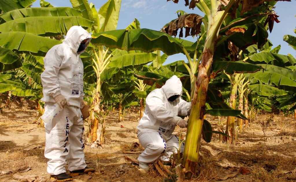 Protocolos de bioseguridad por Fusarium R4T en plantaciones de banano en Ecuador.