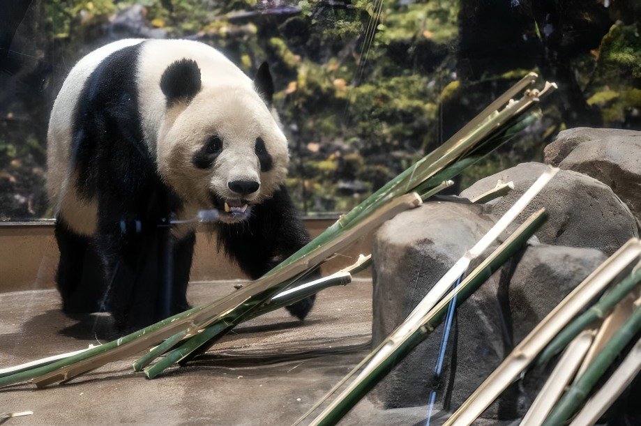 despedida de los últimos pandas