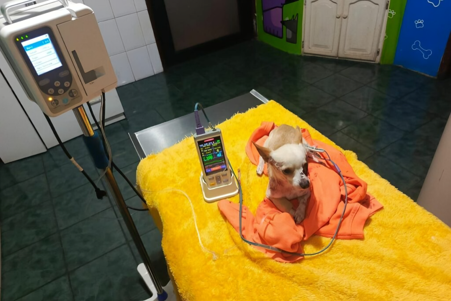 Perro herido siendo atendido por veterinarios tras sufrir una agresión con un objeto incrustado en la región ocular.