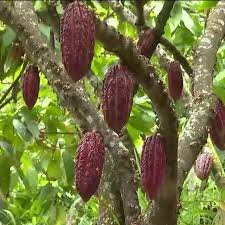 caída del precio del cacao 