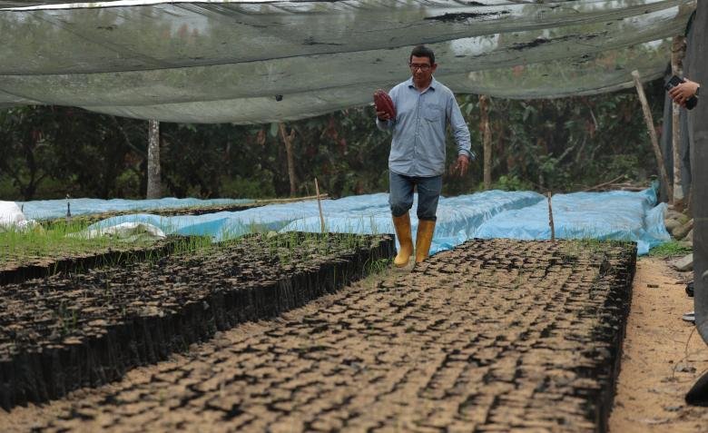 cacao en Ecuador