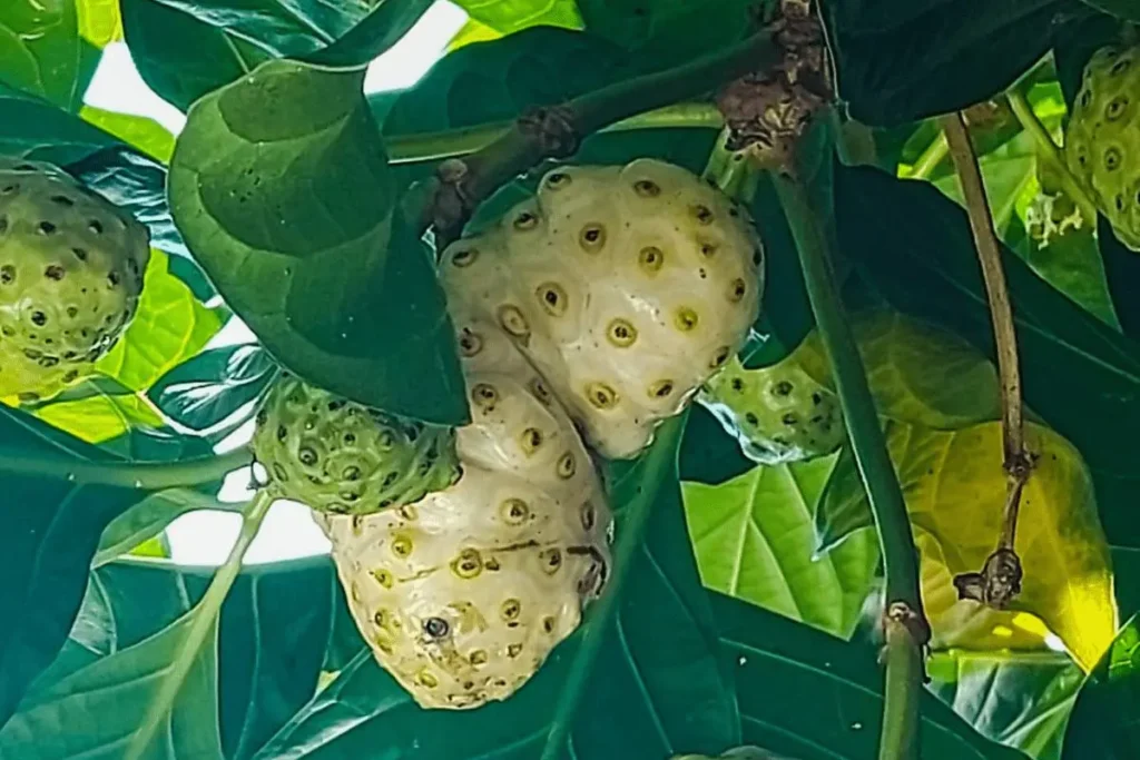 Fruta de noni madura con hojas verdes