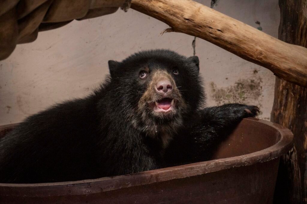 Crías de oso andino en Ecuador socializando en su nuevo hábitat en el Zoológico de Quito.