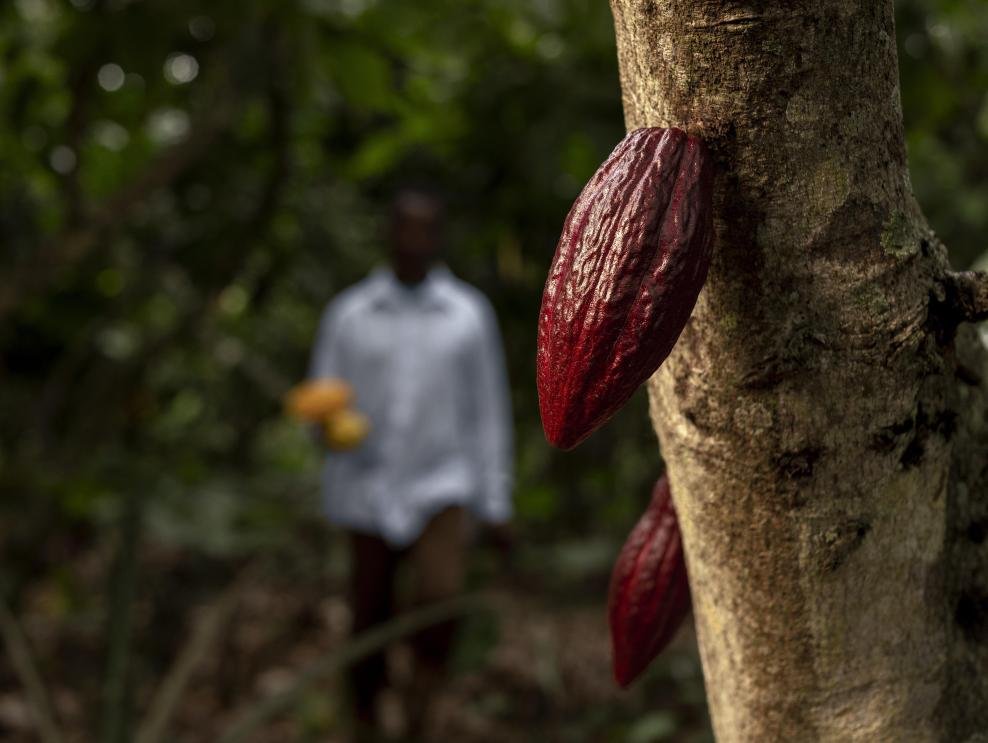 cacao en Ecuador