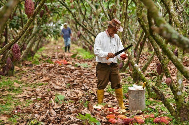 caída del precio del cacao