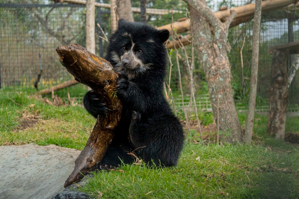 Crías de oso andino en Ecuador socializando en su nuevo hábitat en el Zoológico de Quito.