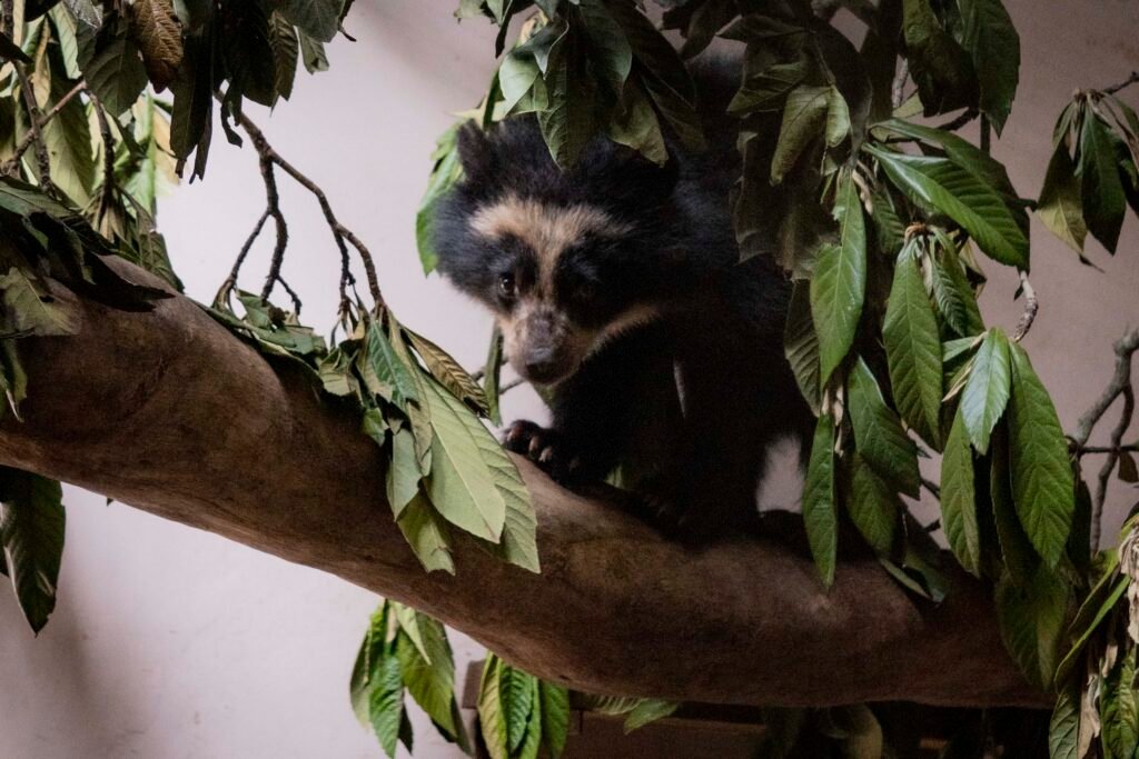 Crías de oso andino en Ecuador socializando en su nuevo hábitat en el Zoológico de Quito.