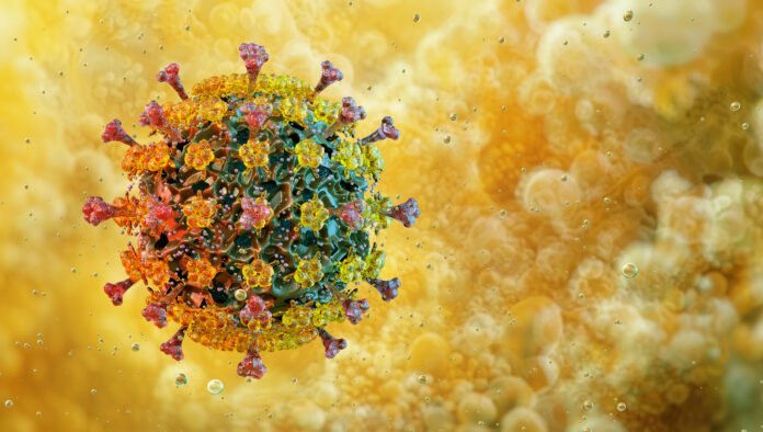 IEn 2009, el mundo vivió la expansión de la gripe A(H1N1); una década después, en 2019, un nuevo coronavirus desencadenó la mayor crisis sanitaria en un siglo. Ambas pandemias confirmaron las advertencias de salud pública sobre la amenaza constante de los virus respiratorios emergentes. Ahora, un nuevo trabajo científico alerta de que otros dos patógenos, menos conocidos pero con potencial epidémico, podrían convertirse en la próxima sorpresa: el virus de la influenza D y el coronavirus canino HuPn-2018. El estudio, publicado en la revista Emerging Infectious Diseases de los Centros para el Control y Prevención de Enfermedades de Estados Unidos, revisa la evidencia disponible sobre estos dos virus de origen zoonótico y advierte de que la falta de sistemas diagnósticos y de vigilancia específicos impide conocer su verdadera magnitud. «Si deseamos evitar ser engañados nuevamente por un virus nuevo que repentinamente gana una eficiente transmisibilidad de persona a persona y causa grandes epidemias humanas, sería prudente desarrollar mejores sistemas de vigilancia y nuevas contramedidas», sostienen los autores. Un virus gripal que ya circula ampliamente en animales El virus de la influenza D (IDV, por sus siglas en inglés) fue detectado por primera vez en 2011 en cerdos con síntomas respiratorios. Pertenece a la familia Orthomyxoviridae, la misma que incluye a los virus de la gripe A, B y C. Aunque comparte aproximadamente un 50% de identidad genética con la influenza C —habitualmente leve en humanos—, su comportamiento es muy distinto. Inicialmente se pensó que el IDV estaba restringido a cerdos y ganado bovino, pero en los últimos años se ha detectado en una amplia gama de especies: camellos, ciervos, jirafas, canguros, llamas, ñus e incluso aves de corral. Esta expansión del rango de hospedadores recuerda a la ecología de la gripe aviar altamente patógena. Los investigadores subrayan que el principal reservorio parece ser el ganado vacuno. De hecho, el IDV se ha vinculado con el complejo respiratorio bovino, una de las enfermedades más costosas para la industria ganadera estadounidense, con pérdidas estimadas en más de 1.000 millones de dólares anuales. En estudios recientes realizados en granjas de Estados Unidos y México, el virus fue detectado más de 50 veces en unas 500 muestras nasales de reses, tanto enfermas como aparentemente sanas. Evidencia creciente de infección en humanos Aunque hasta la fecha no se ha aislado un IDV viable en humanos, la evidencia acumulada apunta a que el virus es zoonótico y podría estar infectando a personas de forma subclínica, especialmente a aquellas con contacto laboral con animales, según el estudio. En 2016, un estudio seroepidemiológico en trabajadores ganaderos de Florida encontró que más del 97% presentaban anticuerpos neutralizantes frente al IDV, frente al 18% en una población sin exposición al ganado. Posteriormente, en 2023, otro trabajo en trabajadores lecheros de Colorado detectó material genético del virus en el 67% de los participantes durante un periodo de cinco días. Los datos más impactantes proceden de China. Un equipo científico halló evidencia serológica de infección en el 73% de 612 personas estudiadas en el noreste del país, porcentaje que ascendía al 97% entre quienes presentaban síntomas respiratorios. Además, el estudio documentó transmisión aérea entre hurones —modelo animal clásico para la investigación de la gripe— y replicación eficiente del virus en células epiteliales humanas primarias. La cepa analizada, denominada D/HY11 y aislada en 2023 en ganado, mostró mayor capacidad de transmisión por aerosoles que variantes previas, posiblemente asociada a mutaciones en el gen de la polimerasa P3. De acuerdo con los autores, estos hallazgos sugieren que el IDV podría estar adquiriendo características que faciliten la transmisión entre humanos, lo que lo convertiría en una amenaza «panzoótica» potencial. Un coronavirus canino que ya infecta a personas El segundo virus analizado es el coronavirus canino HuPn-2018 (CCoV-HuPn-2018), un alfacoronavirus recombinante descrito por primera vez en 2021 tras aislarse en un niño hospitalizado con neumonía en Malasia. Pertenece a la familia Coronaviridae, responsable también de epidemias recientes como el SARS, el MERS y la COVID-19. El análisis genético reveló que el virus compartía el 97% de identidad con coronavirus caninos, pero su proteína de la espícula —clave para la entrada en las células— contenía segmentos de coronavirus felinos y del virus de la gastroenteritis transmisible porcina, lo que apunta a un origen recombinante complejo. Desde entonces, se han identificado virus prácticamente idénticos en muestras de orina de viajeros procedentes de Haití y en pacientes con enfermedad respiratoria en Tailandia y Estados Unidos. Más recientemente, un equipo de vigilancia detectó el virus en 18 de 200 pacientes hospitalizados por neumonía en Hanói, Vietnam, lo que sugiere una distribución geográfica amplia y posiblemente una prevalencia en aumento. Una de las principales preocupaciones es que las pruebas diagnósticas clínicas habituales para virus respiratorios no detectan el CCoV-HuPn-2018, por lo que podría estar pasando desapercibido en numerosos casos. Los estudios sobre su mecanismo de entrada celular indican que utiliza la aminopeptidasa N de perros, gatos y cerdos como receptor, pero no la humana. Sin embargo, experimentos con pseudovirus han demostrado que su proteína de la espícula puede infectar varias líneas celulares humanas por mecanismos alternativos, lo que sugiere que podría estar en proceso de adaptación. Reforzar la vigilancia ante amenazas conocidas Más allá de estos dos virus, los autores insisten en que otros patógenos respiratorios animales —incluidos adenovirus, paramixovirus o picornavirus— podrían estar dando el salto a humanos sin ser detectados. Argumentan que la vigilancia debería centrarse estratégicamente en el nexo humano-animal, donde el riesgo de transmisión es mayor, como en explotaciones porcinas o avícolas. Actualmente no existe ningún ensayo molecular o serológico aprobado para uso rutinario en humanos o animales que permita diagnosticar de forma específica infecciones por IDV o CCoV-HuPn-2018. Esto limita el conocimiento sobre su epidemiología real y sus manifestaciones clínicas. El estudio propone desarrollar pruebas comerciales de PCR específicas, implementar sistemas de vigilancia periódica con diagnósticos «panespecie» y secuenciación de nueva generación, y considerar la evaluación de antivirales e incluso el desarrollo de vacunas si futuros estudios epidemiológicos lo justifican. La lección, subrayan los investigadores, es clara. Tras las pandemias de 2009 y 2019, el mundo no puede permitirse ignorar señales tempranas. Detectar y contener amenazas antes de que adquieran transmisión eficiente entre humanos no solo es científicamente posible, sino económicamente más sostenible que reaccionar cuando la crisis ya se ha desatado.