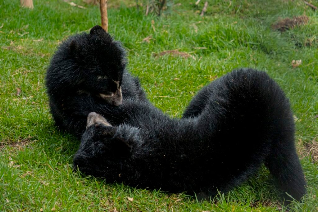 Crías de oso andino en Ecuador socializando en su nuevo hábitat en el Zoológico de Quito.