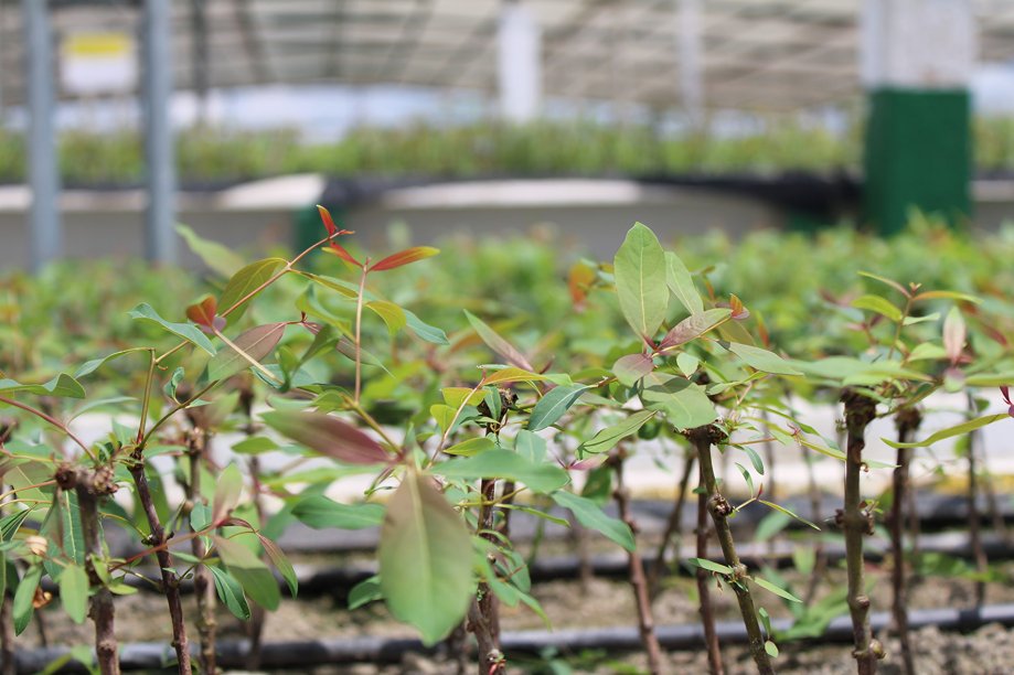 Plantas de eucalipto tropical en vivero de Novopan listas para donación a comunidad de Pachijal en Pichincha Ecuador