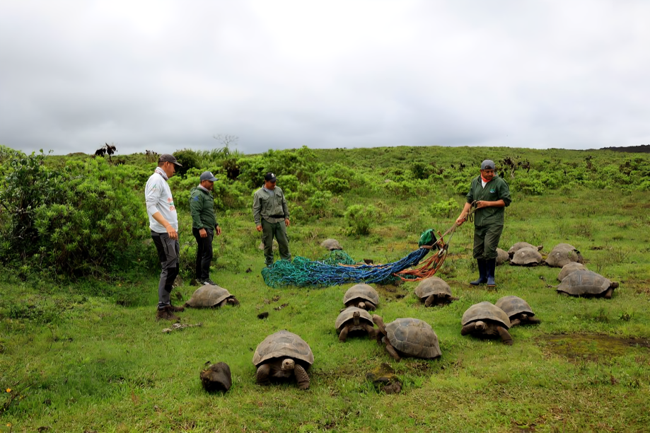 Guardaparques liberan tortugas juveniles en el sector Cinco Cerros, volcán Cerro Azul, isla Isabela, Galápagos.