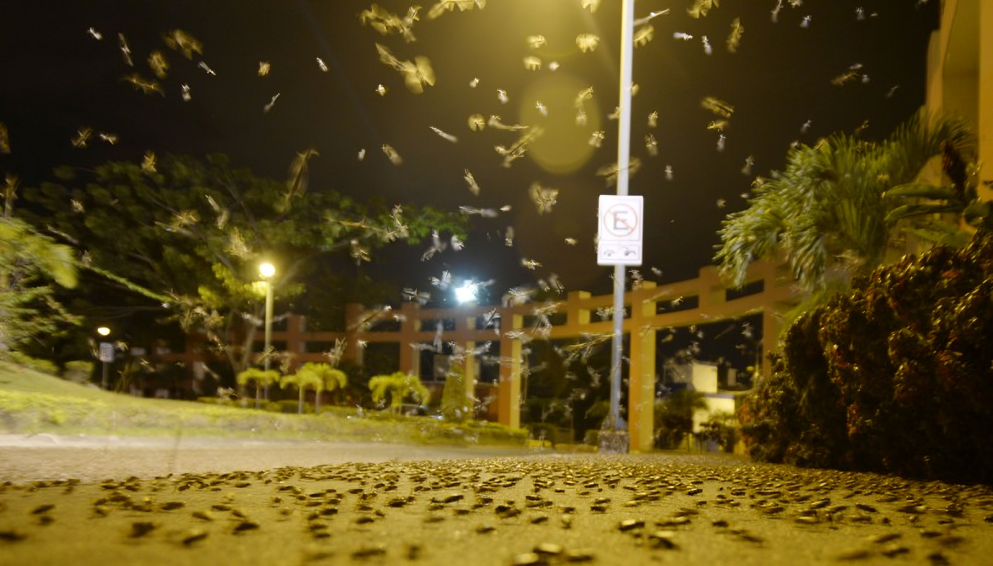 Grillo sobre hojarasca en un parque urbano de Guayaquil, con edificios de fondo, representando la convivencia ciudad-naturaleza.