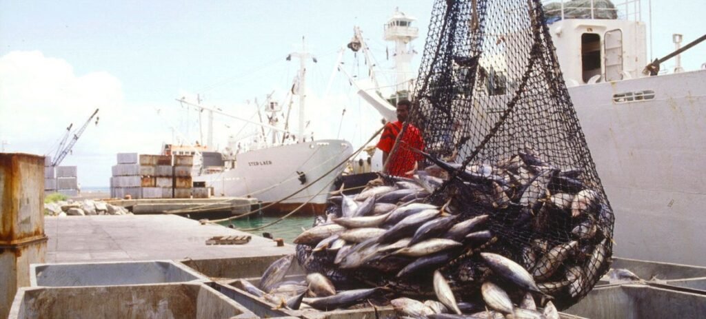 Investigación sobre fraude en productos del mar revela engaños en la industria pesquera.