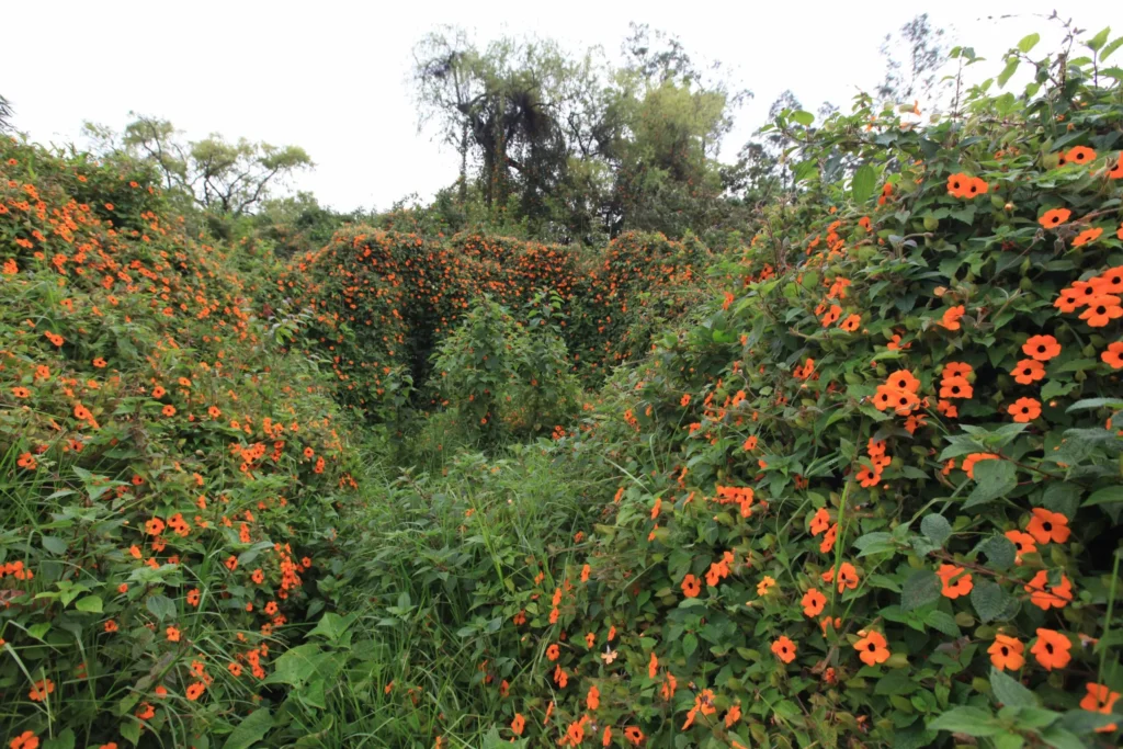 Investigación sobre la Thunbergia alata Susanita medicinal desarrollada en Ambato por una biotecnóloga ecuatoriana.