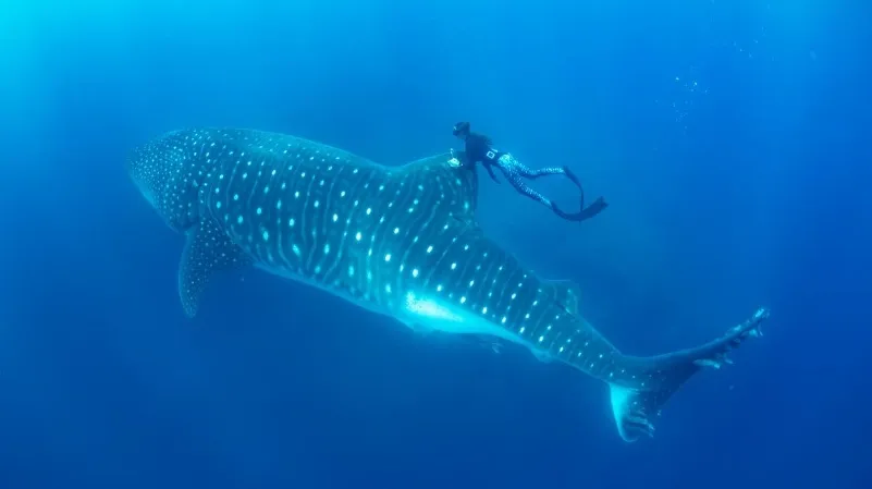 Tiburón ballena hembra adulta nadando en aguas de Galápagos durante investigación científica.
