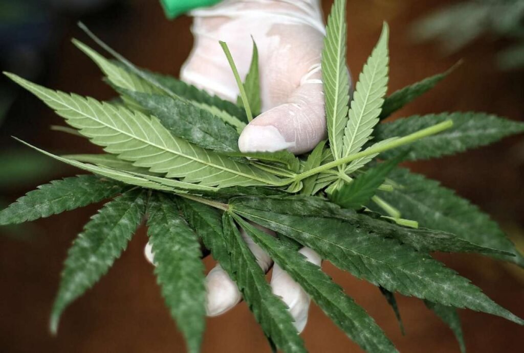 Gráfico comparativo de la eficacia del cannabis medicinal en diferentes condiciones de salud mental.