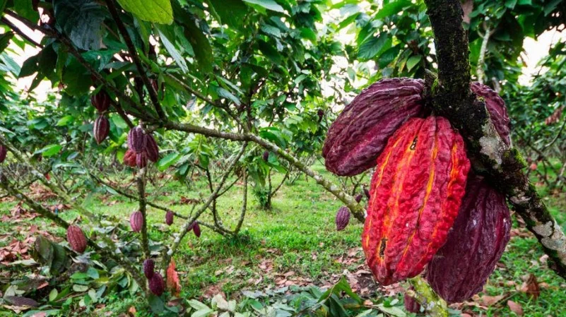 precio del cacao